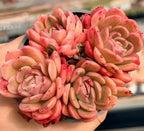 Peach and coral Echeveria succulent in small pot, thick rosette leaves
