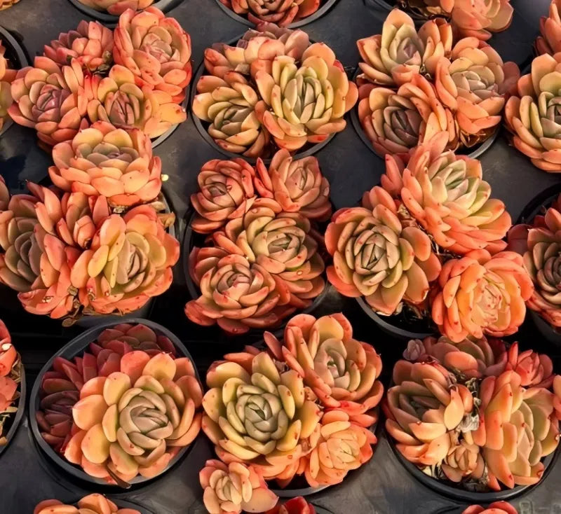 Assorted Echeveria succulents in small pots, rosette leaves in coral and cream