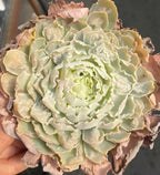Echeveria rosette with pale green petals and curled ruffled edges, close-up