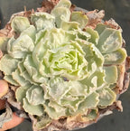 Echeveria rosette in hand, pale green leaves with brown outer edges