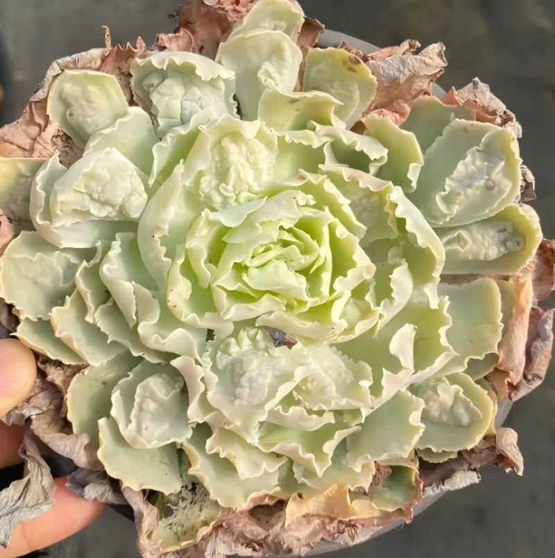 Echeveria rosette in hand, pale green leaves with brown outer edges