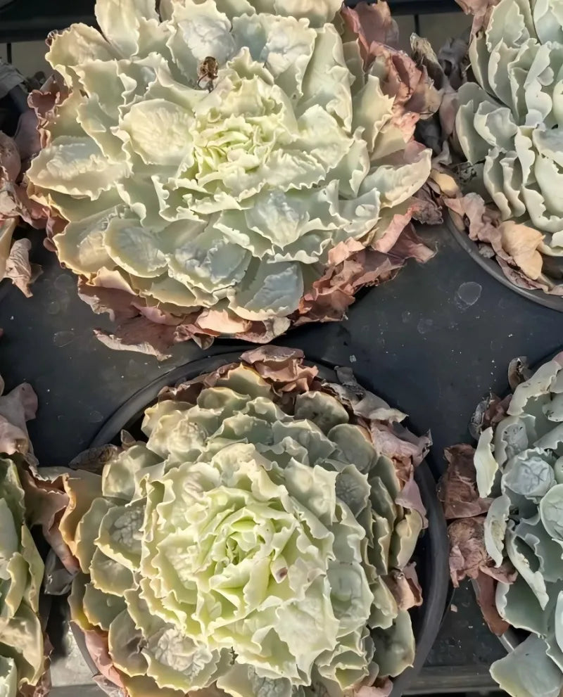 Succulent echeveria rosette with pale green layered leaves and brown tips