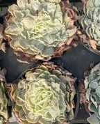 Succulent echeveria rosette with pale green layered leaves and brown tips