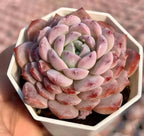 Pink and lavender echeveria rosette succulent with layered leaves in a tray