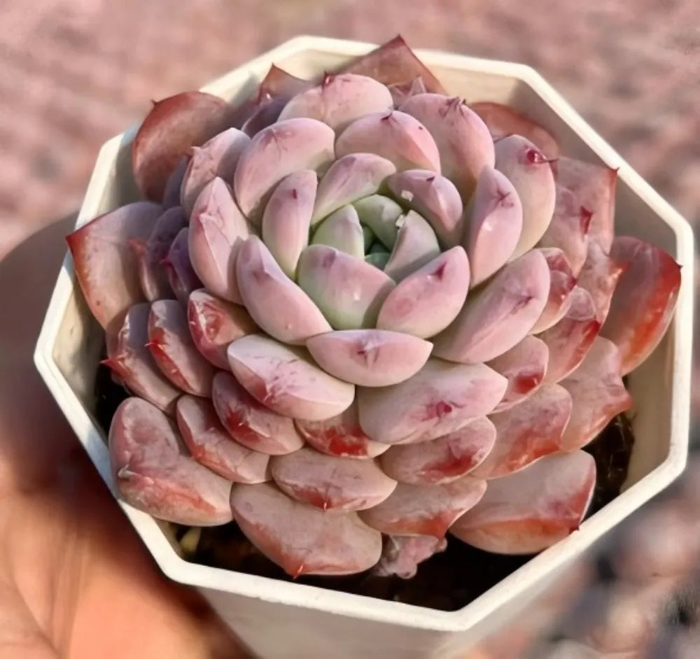 Pink and lavender echeveria rosette succulent with layered leaves in a tray