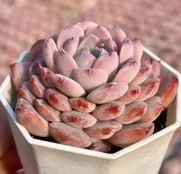 Purple-gray echeveria rosette succulent with thick layered leaves in a tray