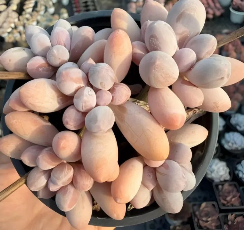 Echeveria Graptopetalum Amethystinum succulent rosette of peach and pale blue-gray leaves.