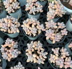 Echeveria Graptopetalum Amethystinum succulents in blue pots, pale pink rosettes.