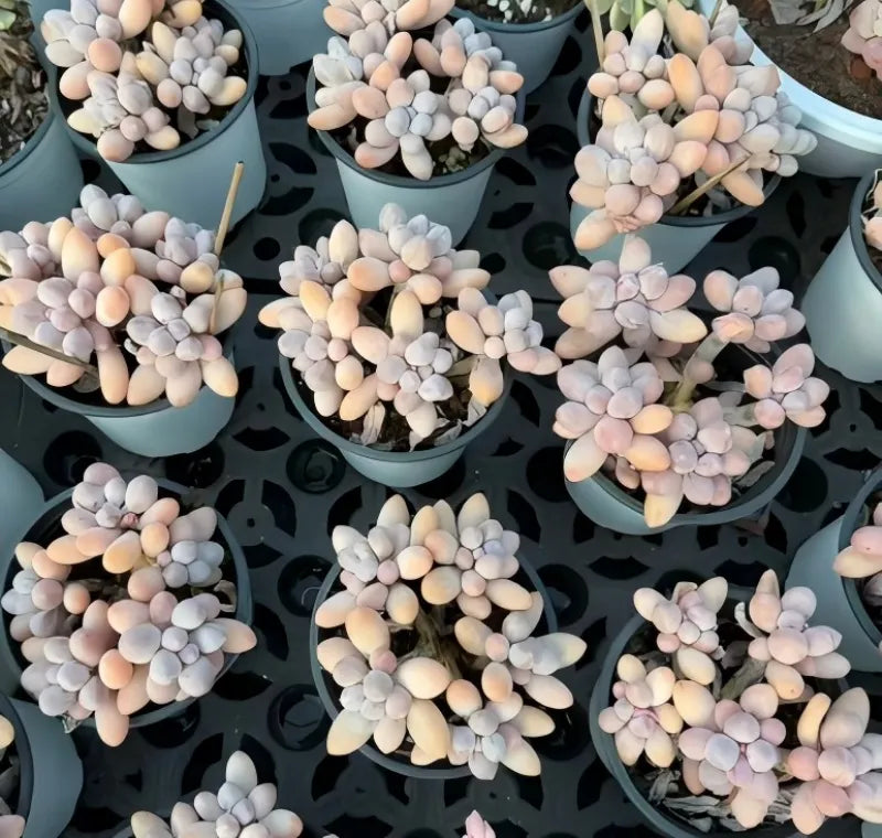 Echeveria Graptopetalum Amethystinum succulents in blue pots, pale pink rosettes.