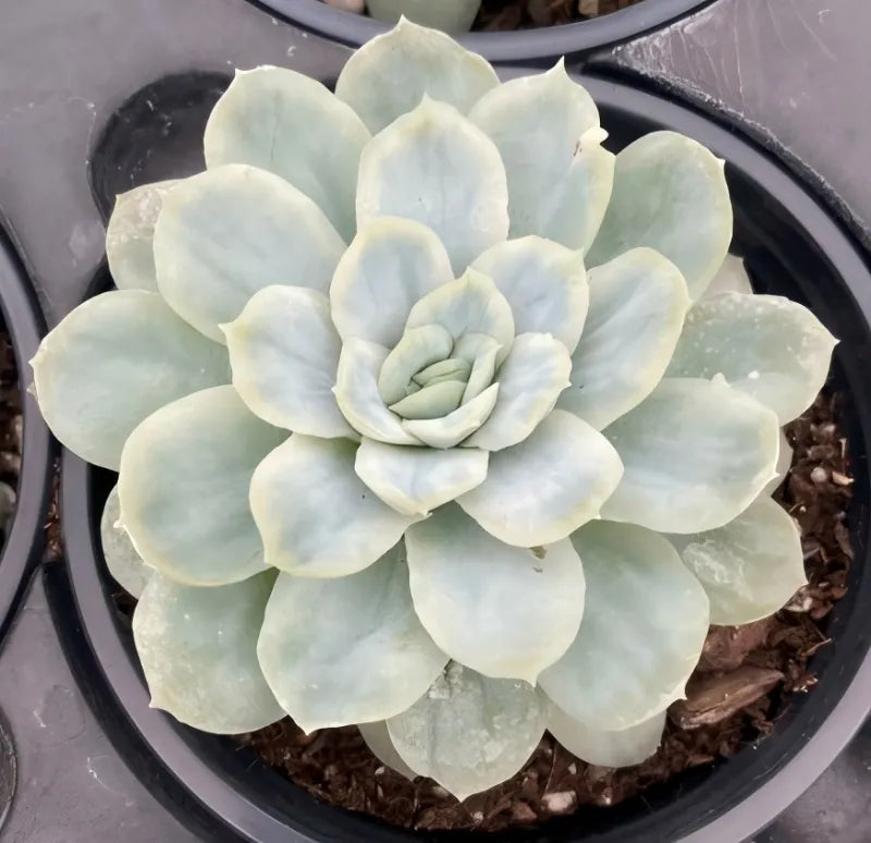 Echeveria succulent rosette in a 4-inch pot, layered pale blue-green petals
