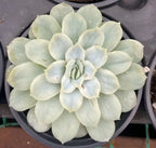 Echeveria succulent rosette in a 4-inch pot, frosty pale blue leaves
