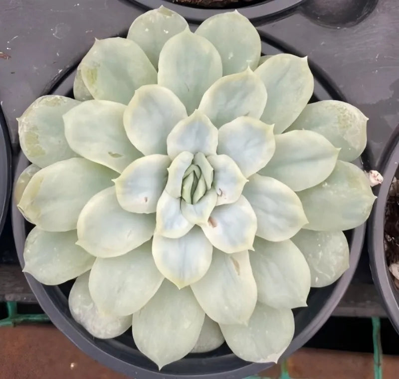 Echeveria succulent rosette in a 4-inch pot, frosty pale blue leaves