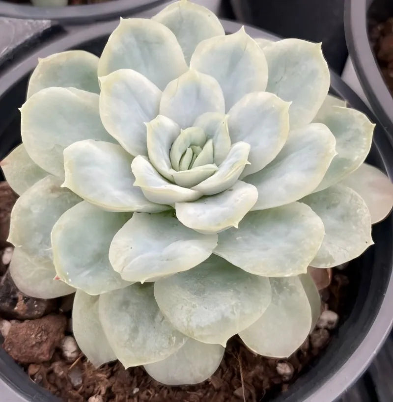Echeveria succulent rosette in a 4-inch pot, pale leaves with pale green center