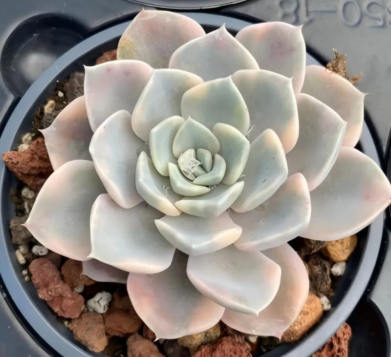 Echeveria rosette in 4-inch pot, pale blue leaves with pink tips
