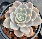 Echeveria rosette in 4-inch pot, pale blue leaves with pink tips