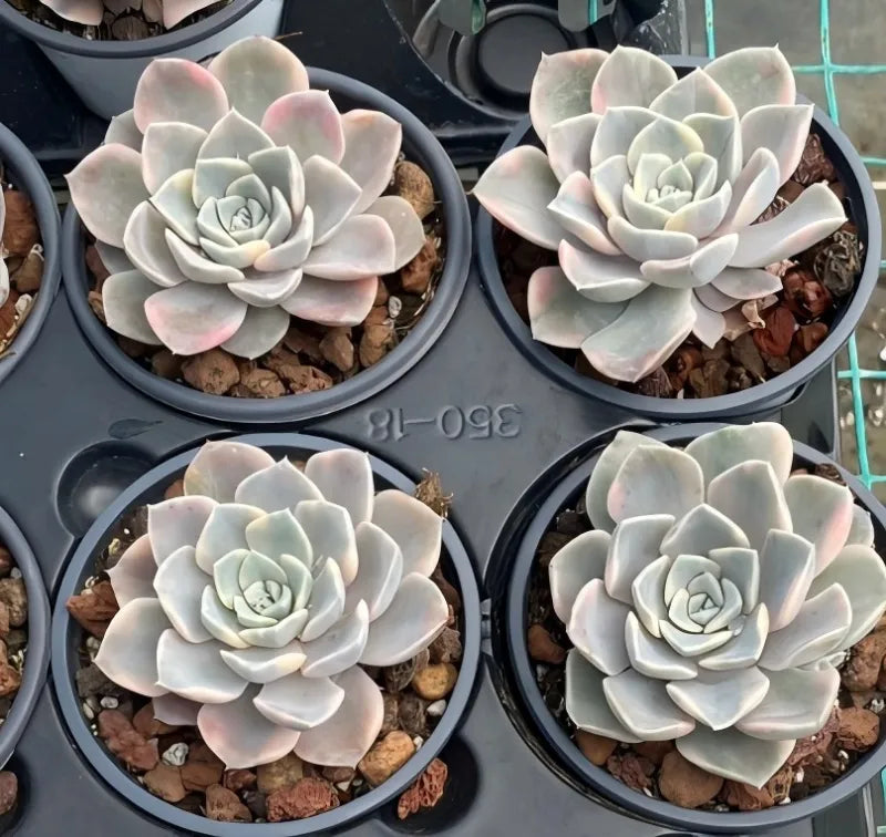 Four variegated echeveria succulents in small black pots, pale blue rosettes