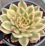 Echeveria succulent rosette in gray pot, pale green leaves with pink rim detail