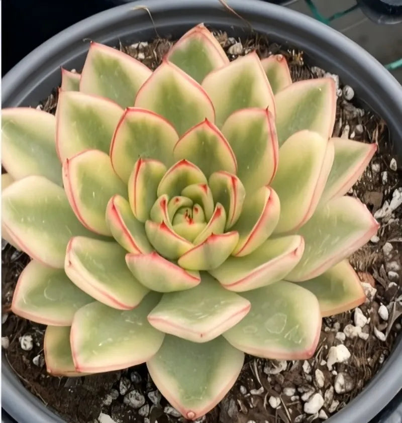 Variegated echeveria rosette with pale green leaves and pink edges in gray pot