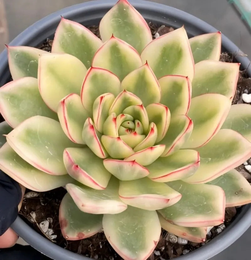 Tightly packed echeveria rosette, light green leaves with red-pink borders, in pot
