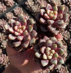 2-inch pot Echeveria Hirundo Sanguinea rosette succulents in terracotta pot, close-up cluster