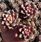 2-inch pot Echeveria Hirundo Sanguinea pink-and-cream rosette succulents in terracotta pot