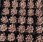 2-inch pot Echeveria rosette succulents in black trays, pink and cream clusters