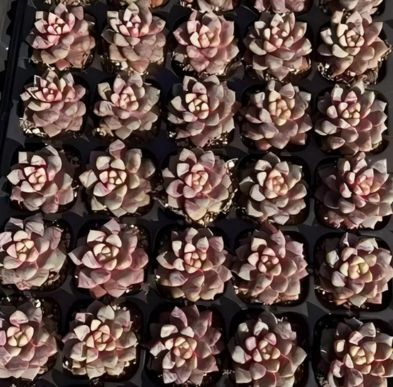 2-inch pot Echeveria rosette succulents in black trays, pink and cream clusters