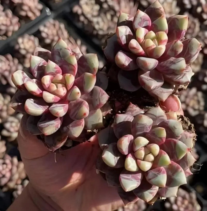 Hand holding 2-inch pot Echeveria Hirundo Sanguinea rosettes, pink and cream tones