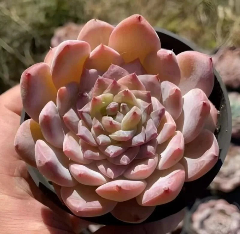 Echeveria Ice Ice rosette succulent with pink and yellow tones in black pot