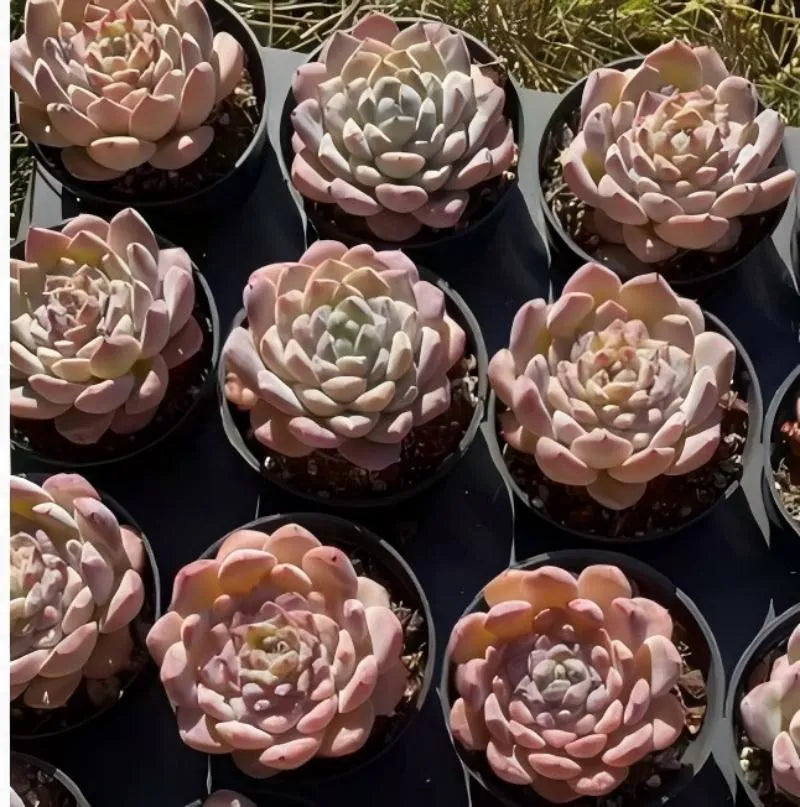 Echeveria Ice Ice succulents in small round pots, clustered