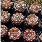 Echeveria Ice Ice succulents in small round pots, clustered