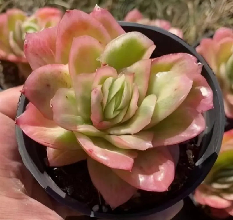 Variegated rosette succulent in black pot, green and pink leaf tones
