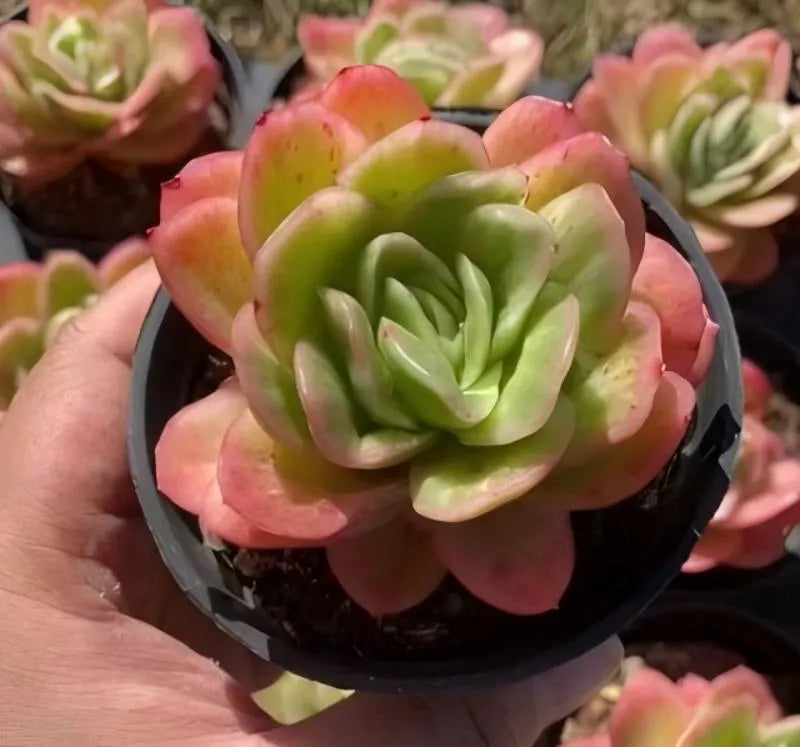 Rosette succulent in black pot, green center with pink edged leaves, held by hand