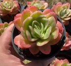Rosette succulent in black pot, green center with pink edged leaves, held by hand