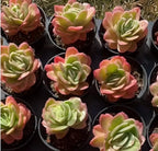 Assorted rosette succulents in black pots, green and pink variegated leaves