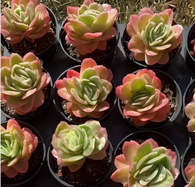 Assorted rosette succulents in black pots, green and pink variegated leaves