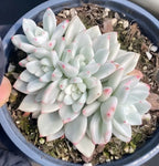 Potted Echeveria succulent rosette with pale mint leaves and pink-tipped ends in blue pot