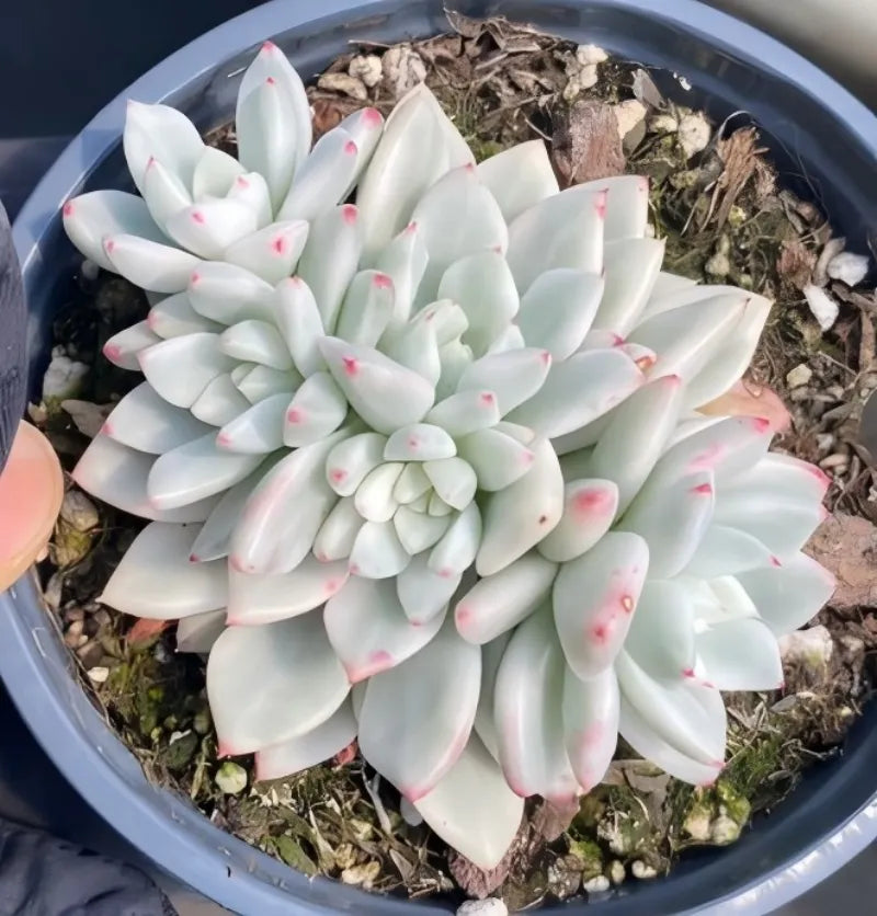 Potted Echeveria succulent rosette with pale mint leaves and pink-tipped ends in blue pot