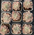 Variegated Echeveria succulents in small square pots, pink-edged leaves