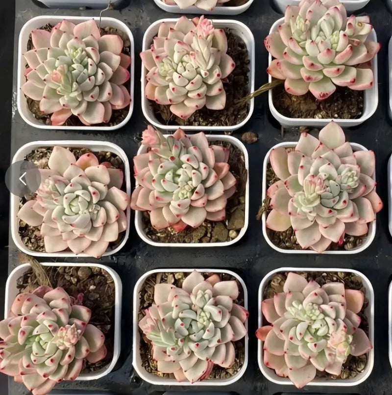 Variegated Echeveria succulents in small square pots, pink-edged leaves
