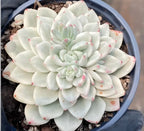 Potted variegated Echeveria succulent with pale mint leaves and pink tips, in blue pot