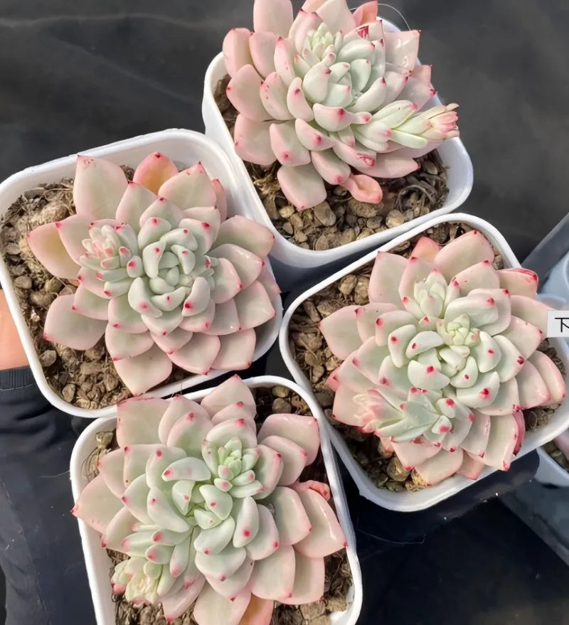 Variegated Echeveria succulents in white pots, pale leaves with pink speckles