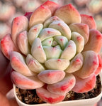 Echeveria Ice Doll succulent rosette with cream and pink rounded leaves