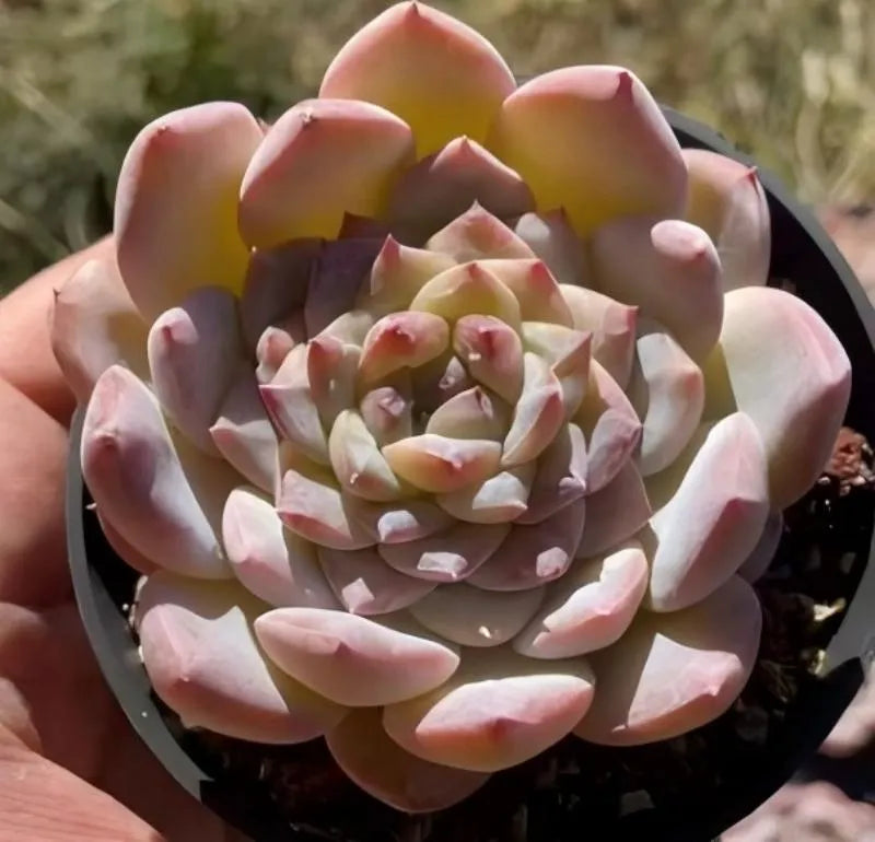 Echeveria Ice Ice succulent rosette with pale pink leaves in black pot