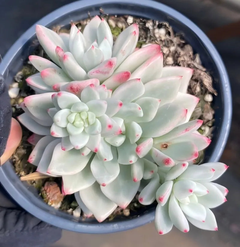 Potted variegated Echeveria rosette with mint leaves, pink tips, and red speckles in blue pot