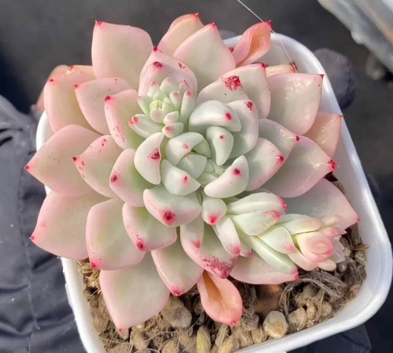 Variegated Echeveria succulent rosette with pale pink tips in white pot