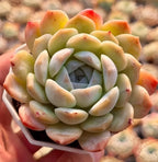 Succulent rosette plant in square pot, pale green leaves with orange-peach outer tips