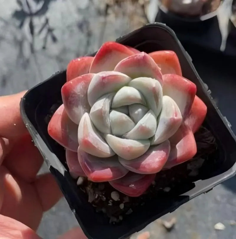 Echeveria Ice Green succulent in black pot, rosette with pale green leaves and red-pink tips