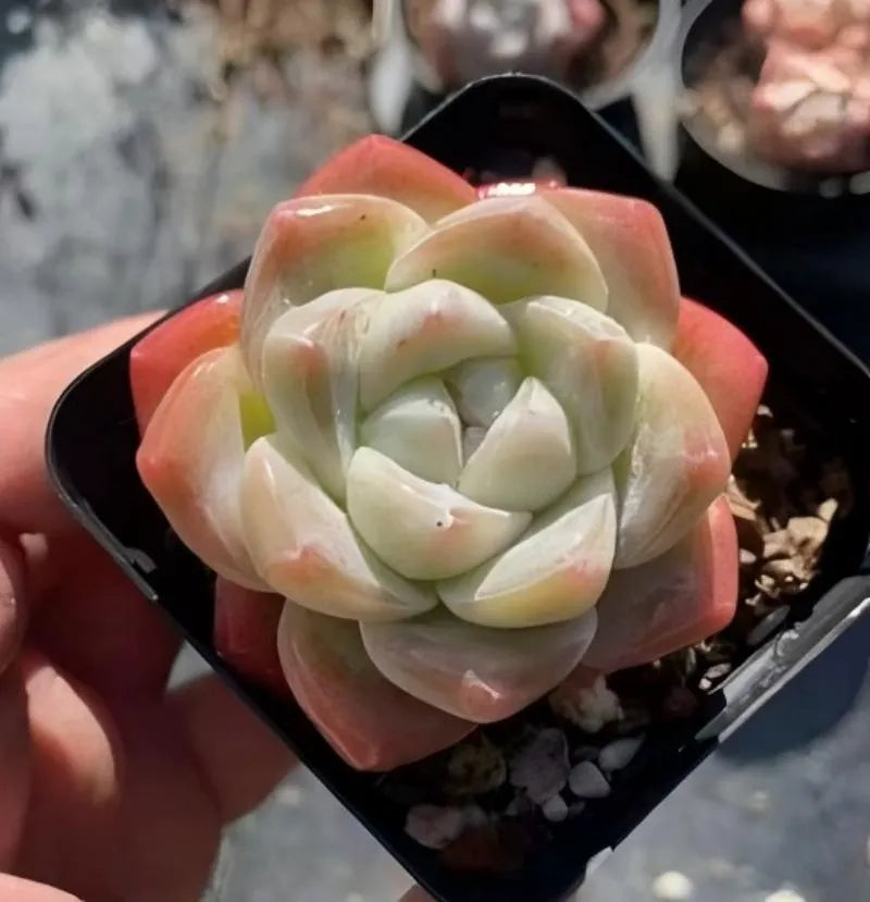 Echeveria Ice Green succulent in black plastic pot, rosette with red-pink outer leaves