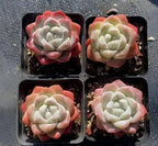 Set of four Echeveria Ice Green succulents in black square pots, rosettes with red tips